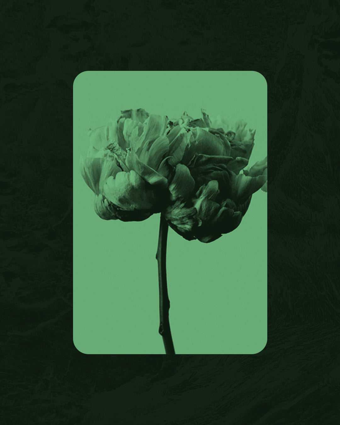 In Bloom Magazine: Accepting Community Submissions