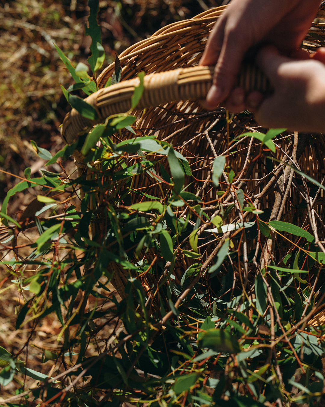 Potent Australian Botanicals: The Bluem Ingredients Glossary