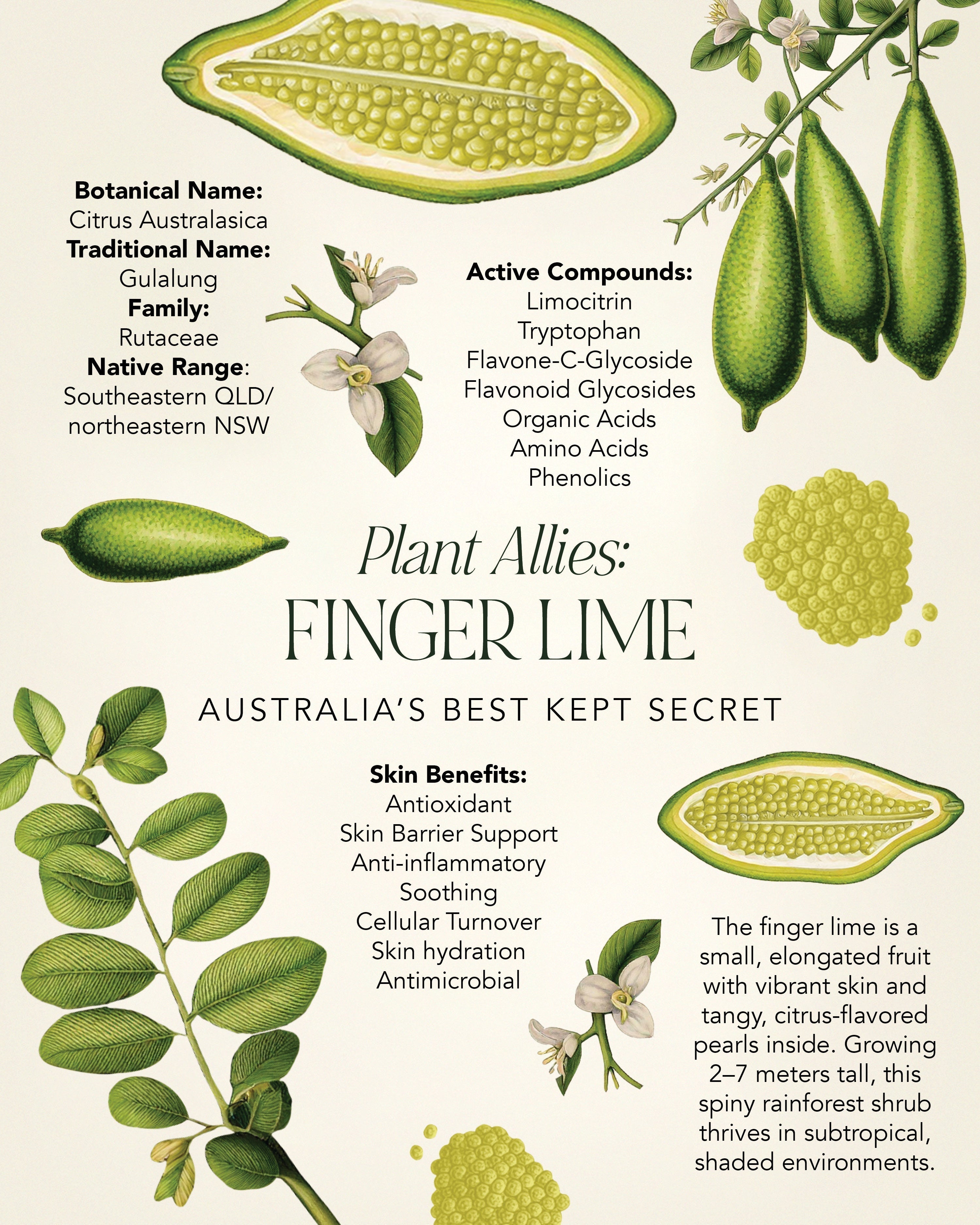 Australia’s Best Kept Secret for Skin Healing